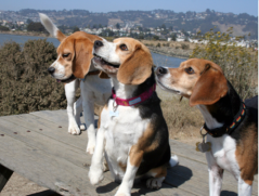 Beagles By the Bay